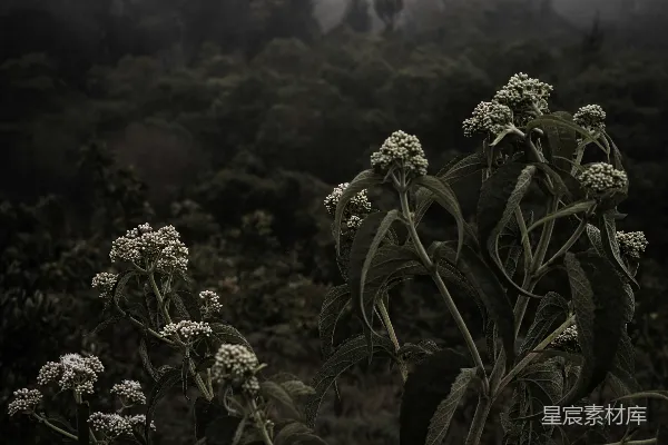高清摄影 一张黑白照片，展示了一片雾蒙蒙的森林。