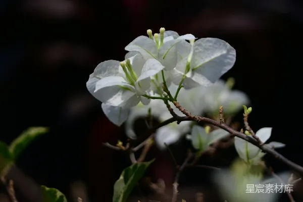 高清摄影 白花的焦点摄影