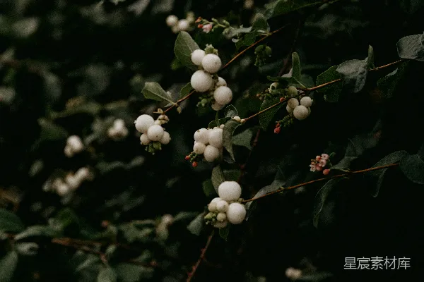 高清摄影 绿色叶子上的白色圆形果实