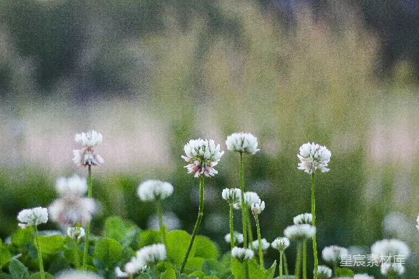高清摄影 白花绿叶