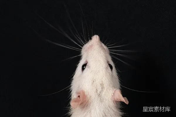 高清摄影 一只白鼠正坐在后腿上。