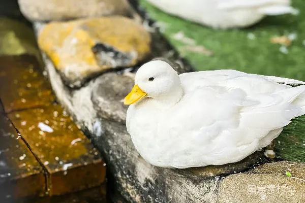 高清摄影 一群鸭子坐在石墙上