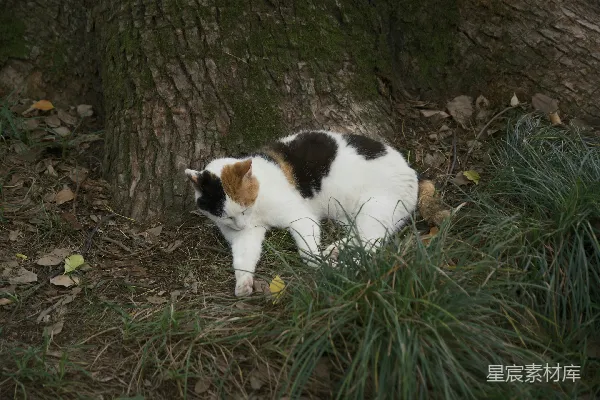 高清摄影 一只花猫在树旁的草地上走着