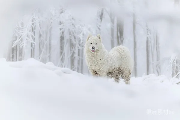 高清摄影 一只白狗站在雪林中
