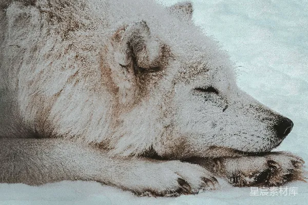 高清摄影 白狼