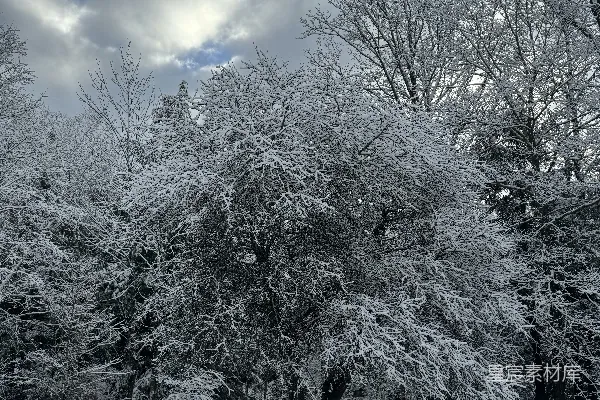覆盖着白雪的公园里树木和长椅散落其间