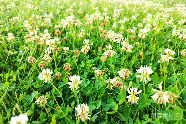 高清摄影 一片花田