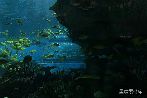 一个装满许多鱼的大水族馆