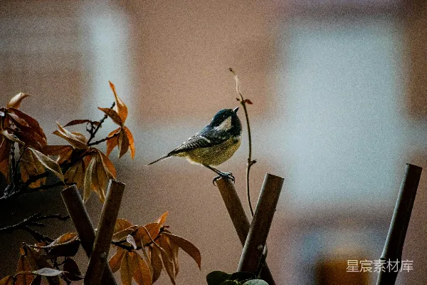一只小鸟栖息在竹篱笆上。