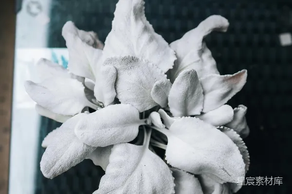 高清摄影 黑桌上的一朵白花