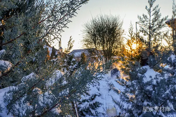 一群覆盖着白雪的松树