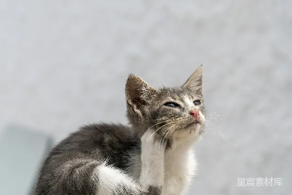 高清摄影 一只小猫坐在岩石上。