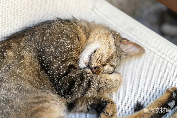 高清摄影 一只猫在白色椅子上睡觉。