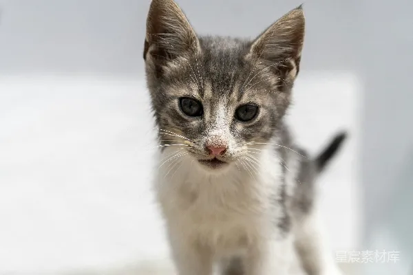 高清摄影 一只小猫站在岩石上