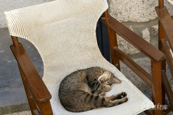 高清摄影 一只猫坐在门外的椅子上。