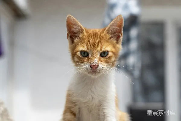 高清摄影 一只橙白相间的小猫坐在岩石上。