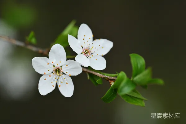 高清摄影 两朵白色的花在枝头上特写的画面