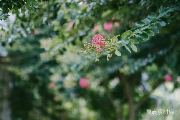 开花的树