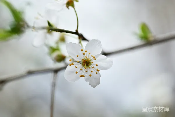高清摄影 一朵花在树枝上的特写。