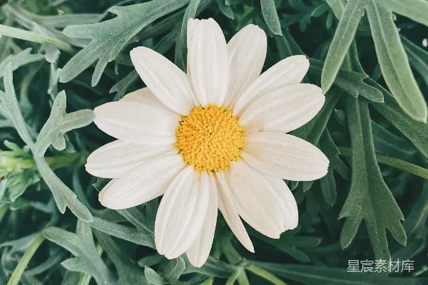 高清摄影 白花绿叶