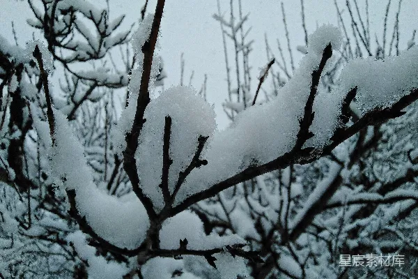 白天积雪覆盖的树干