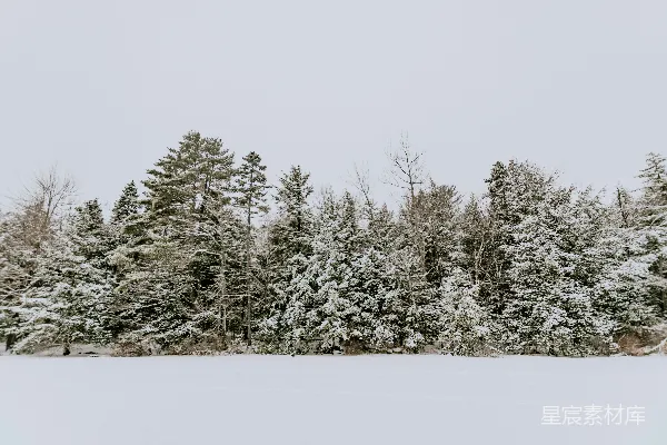 白天覆雪的树木