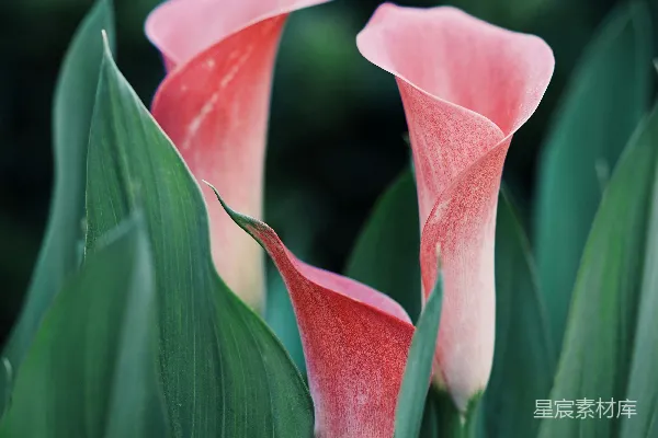 焦点拍摄的粉色花瓣花