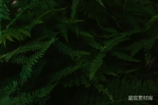 高清摄影 绿叶植物