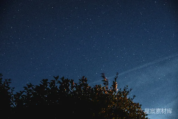 夜空中树木的轮廓图象