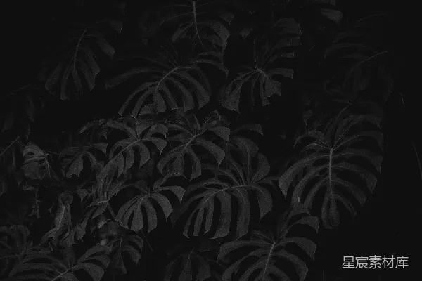高清摄影 黑白叶植物