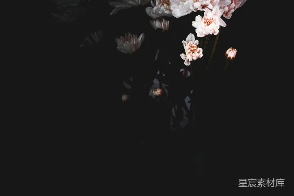 高清摄影 白色花瓣的花