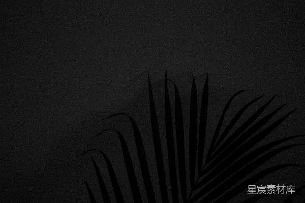 高清摄影 一张黑白照片，上面有一片棕榈叶。
