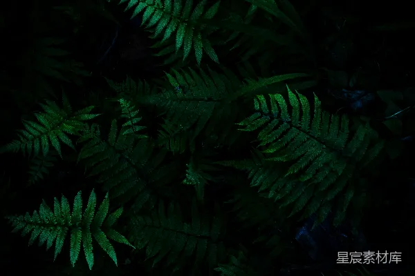 高清摄影 绿色植物