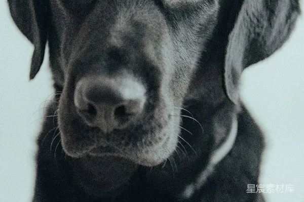 高清摄影 在近距离摄影中拍摄的黑拉布拉多寻回犬
