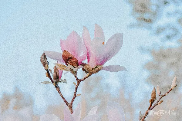 浅聚焦摄影中的粉色花朵
