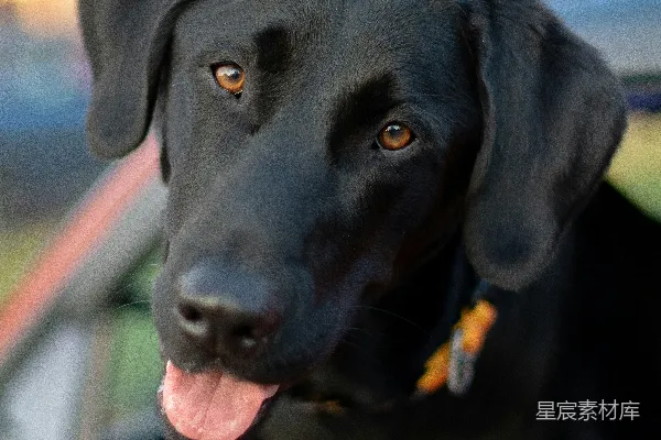 高清摄影 黑拉布拉多猎犬幼崽的特写照片