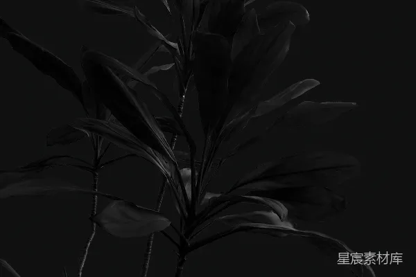 高清摄影 黑白照片中的开花花朵