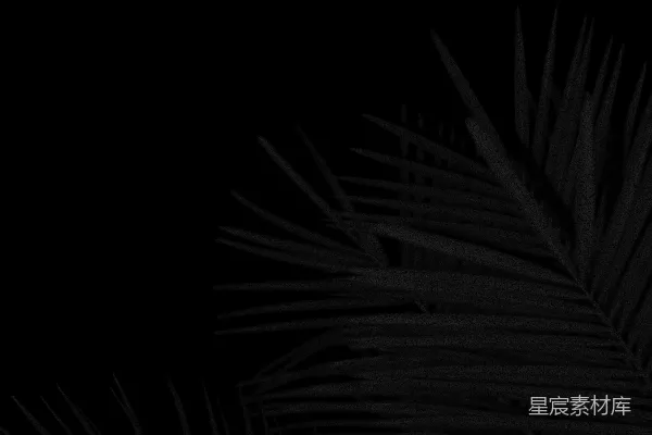 高清摄影 一张黑白照片中的棕榈树