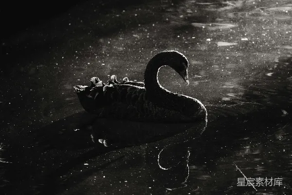 高清摄影 一只黑天鹅漂浮在水面上。