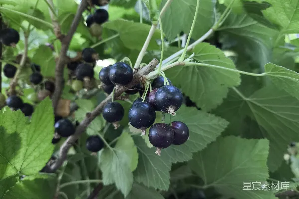 高清摄影 一簇黑莓挂在树上。