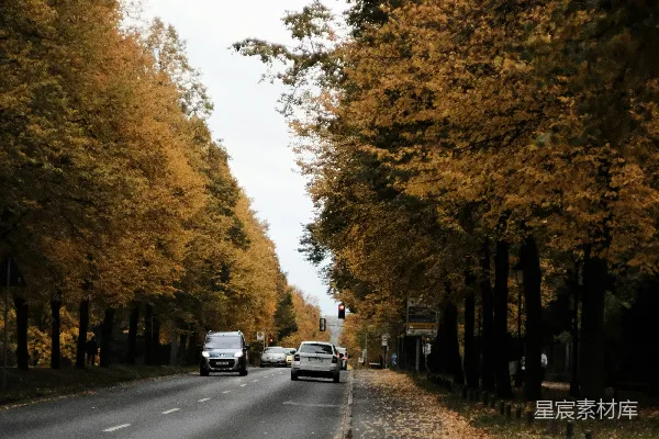 路旁树木之间的道路上白天的车辆