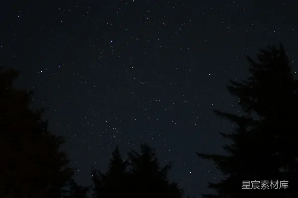 高清摄影 夜晚的树木