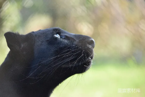 高清摄影 一只黑色的猫低头看去的特写镜头。