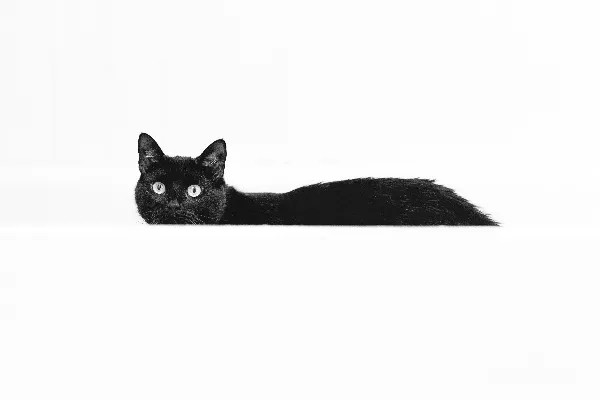 高清摄影 一只黑猫正躺在地板上。
