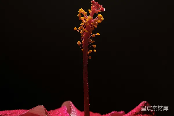 高清摄影 一朵花的特写，背景为黑色。