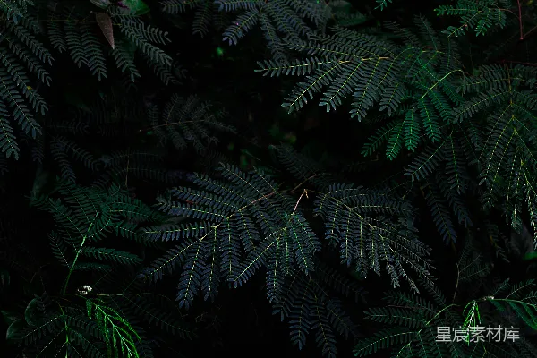 高清摄影 蕨类植物