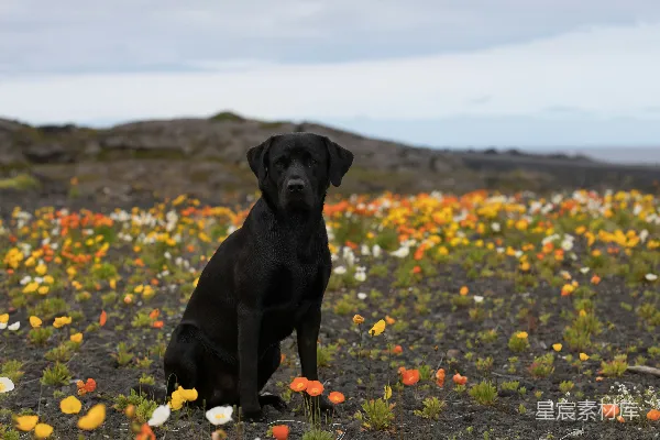 高清摄影 黑色拉布拉多猎犬在微距摄影中