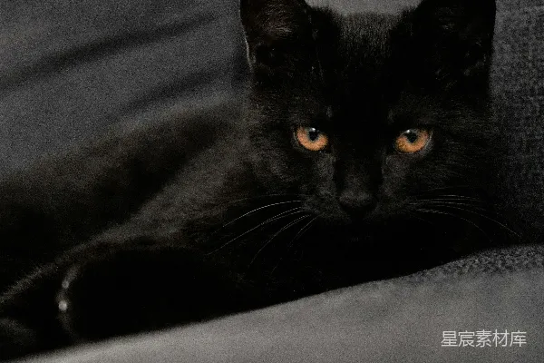 高清摄影 一只黑色的猫躺在灰色的布料上。