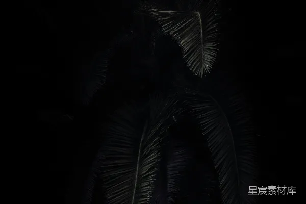 高清摄影 夜晚的绿色棕榈树