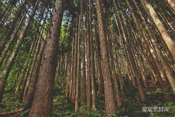 一片长满了高大树木的森林
